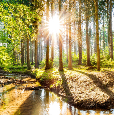 Store intérieur avec motif du soleil qui brille à travers les arbres