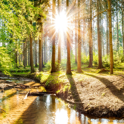 Store intérieur avec motif du soleil qui brille à travers les arbres