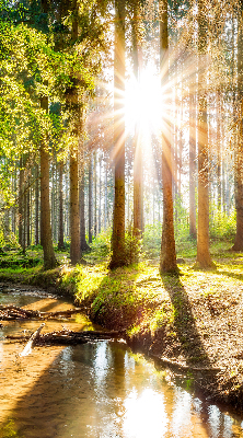 Store intérieur avec motif du soleil qui brille à travers les arbres