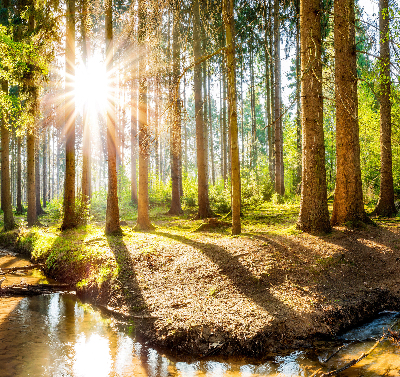 Store intérieur avec motif du soleil qui brille à travers les arbres