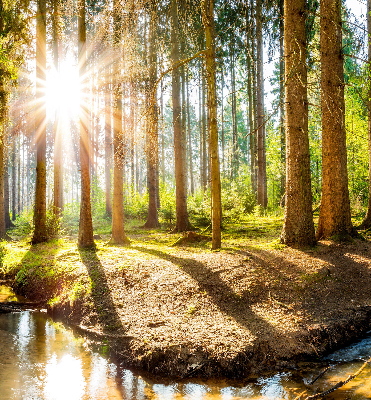 Store intérieur avec motif du soleil qui brille à travers les arbres