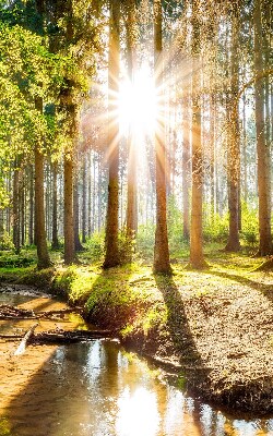 Store intérieur avec motif du soleil qui brille à travers les arbres