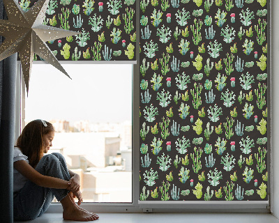 Cactus pour intérieur et fenêtre