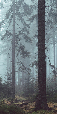 Store intérieur fenêtre la forêt la nuit
