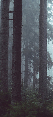 Store intérieur fenêtre la forêt la nuit