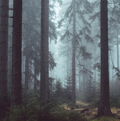 Store intérieur fenêtre la forêt la nuit