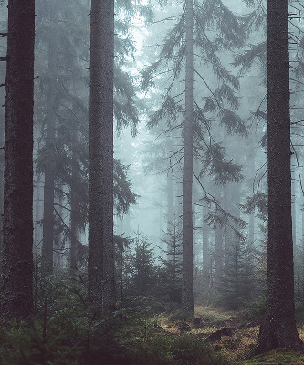 Store intérieur fenêtre la forêt la nuit