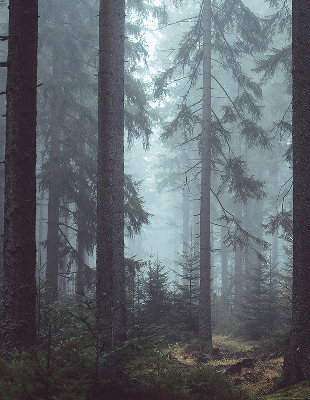 Store intérieur fenêtre la forêt la nuit