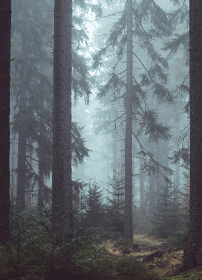 Store intérieur fenêtre la forêt la nuit