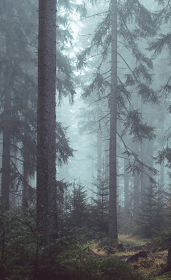 Store intérieur fenêtre la forêt la nuit
