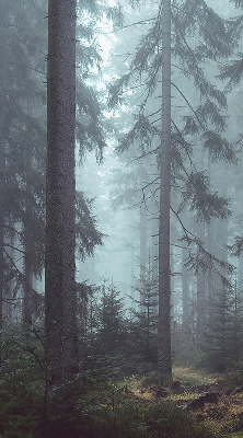 Store intérieur fenêtre la forêt la nuit