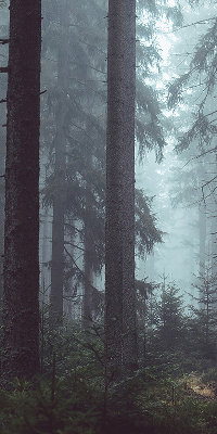 Store intérieur fenêtre la forêt la nuit