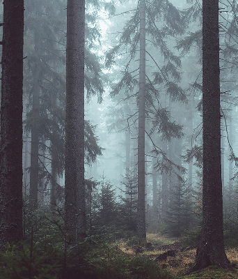 Store intérieur fenêtre la forêt la nuit