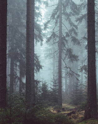 Store intérieur fenêtre la forêt la nuit