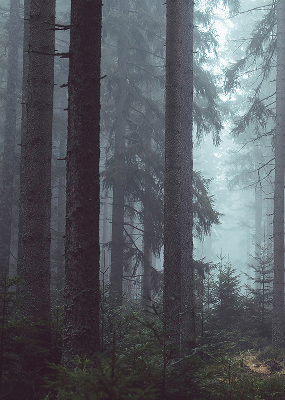Store intérieur fenêtre la forêt la nuit
