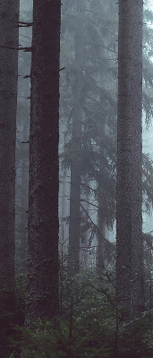 Store intérieur fenêtre la forêt la nuit