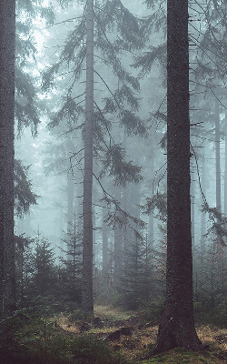 Store intérieur fenêtre la forêt la nuit