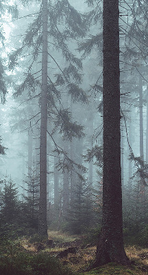Store intérieur fenêtre la forêt la nuit