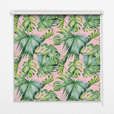 Store intérieur fenêtre variétés de feuilles tropicales