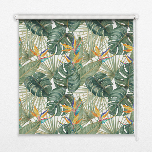 Plantes tropicales pour intérieur