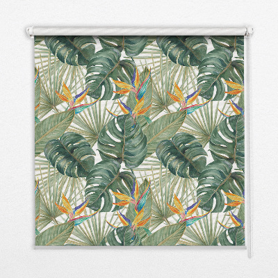 Plantes tropicales pour intérieur