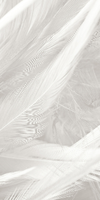 Store intérieur en plumes