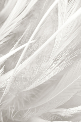 Store intérieur en plumes