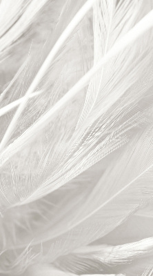 Store intérieur en plumes