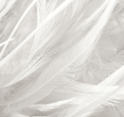 Store intérieur en plumes