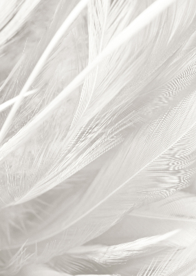 Store intérieur en plumes