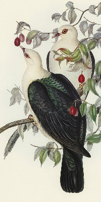 Store intérieur fenêtre avec motif d’oiseaux sur une branche