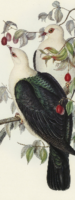Store intérieur fenêtre avec motif d’oiseaux sur une branche