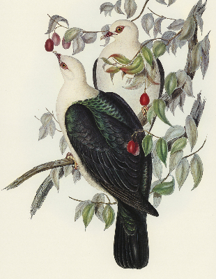 Store intérieur fenêtre avec motif d’oiseaux sur une branche