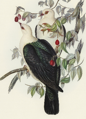 Store intérieur fenêtre avec motif d’oiseaux sur une branche