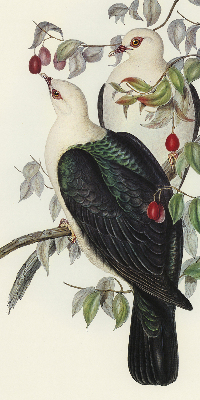 Store intérieur fenêtre avec motif d’oiseaux sur une branche