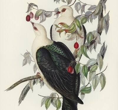 Store intérieur fenêtre avec motif d’oiseaux sur une branche