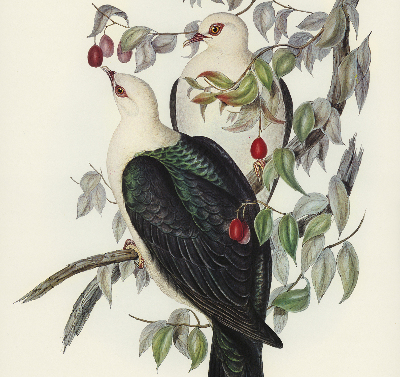 Store intérieur fenêtre avec motif d’oiseaux sur une branche