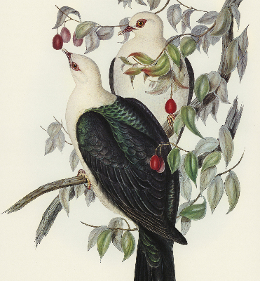 Store intérieur fenêtre avec motif d’oiseaux sur une branche