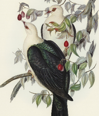 Store intérieur fenêtre avec motif d’oiseaux sur une branche