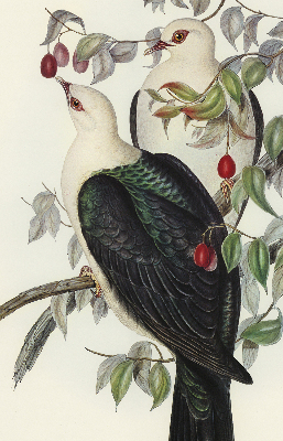 Store intérieur fenêtre avec motif d’oiseaux sur une branche