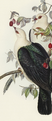 Store intérieur fenêtre avec motif d’oiseaux sur une branche