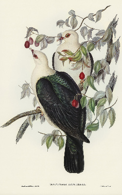 Store intérieur fenêtre avec motif d’oiseaux sur une branche