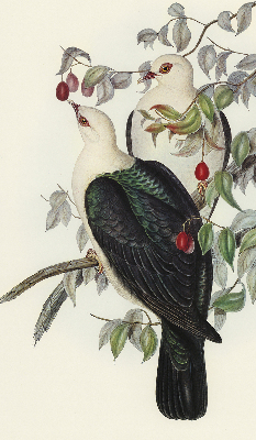 Store intérieur fenêtre avec motif d’oiseaux sur une branche