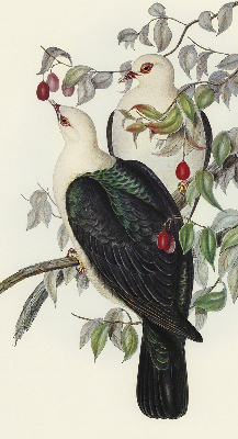 Store intérieur fenêtre avec motif d’oiseaux sur une branche