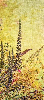 Plantes pour intérieur et fenêtre