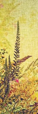 Plantes pour intérieur et fenêtre