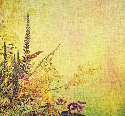 Plantes pour intérieur et fenêtre
