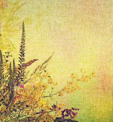 Plantes pour intérieur et fenêtre