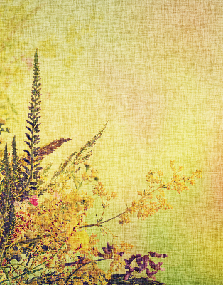 Plantes pour intérieur et fenêtre