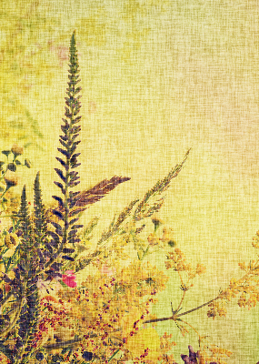 Plantes pour intérieur et fenêtre